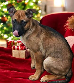 Rescue German Shepherd Dog and Pit Bull Terrier Dogs for Adoption in Powell, Ohio - Espresso | PetCurious