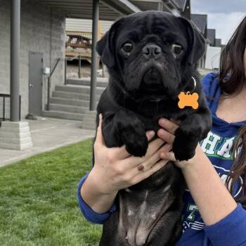 Pug Dogs Available for Adoption in Bend, Oregon - Gracie | PetCurious