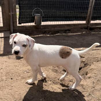 Boxer and Catahoula Leopard Dog Dogs Available for Adoption in Wadena, Minnesota - Brew | PetCurious