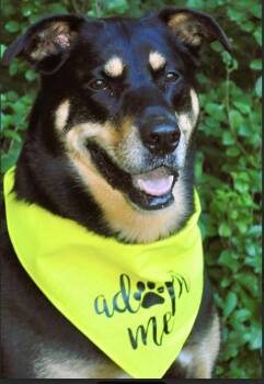 Rainey -  Mixed Breed Dog for Adoption in Monticello, Minnesota - Rainey | PetCurious