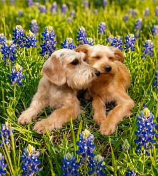 Max and Chewy -  Schnoodle Dog for Adoption in Houston, Texas - Max And Chewy | PetCurious