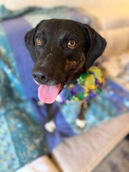 Hound Dogs Available for Adoption - Moondancer | PetCurious