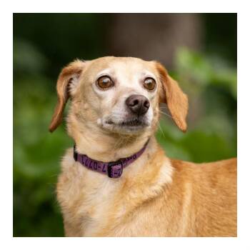 Fajita -  Dachshund Dog for Adoption in Minneapolis, Minnesota - Fajita | PetCurious