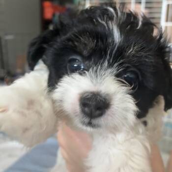 And Salad -  Wire Fox Terrier Dog for Adoption in Northbrook, Illinois - And Salad | PetCurious