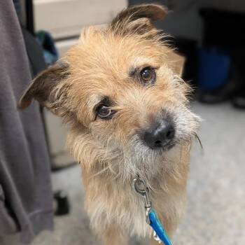 Copper -  Mixed Breed Dog for Adoption in West Olive, Michigan - Copper | PetCurious