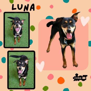 Luna -  Manchester Terrier Dog for Adoption in Lindsay, California - Luna | PetCurious