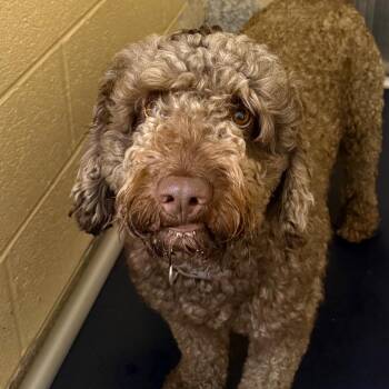 Phoenix -  American Water Spaniel Dog for Adoption in Waldorf, Maryland - Phoenix | PetCurious