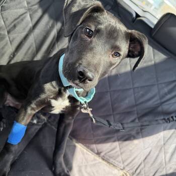 American Staffordshire Terrier and Mixed Breed Dogs Available for Adoption in Houston, Texas - Sax | PetCurious