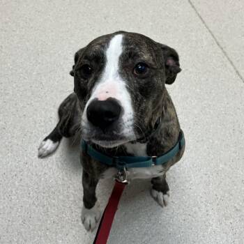 Mixed Breed Dogs Available for Adoption in Murray, Utah - Captain | PetCurious