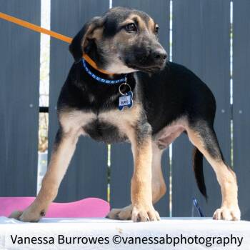 Hound Dogs Available for Adoption in Wake Forest, North Carolina - Buffo | PetCurious