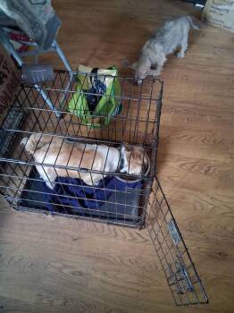 Chuy -  Shih Tzu Dog for Adoption in Richardson, Texas - Chuy | PetCurious