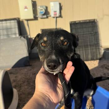 Mixed Breed Dogs Available for Adoption - Diggs | PetCurious