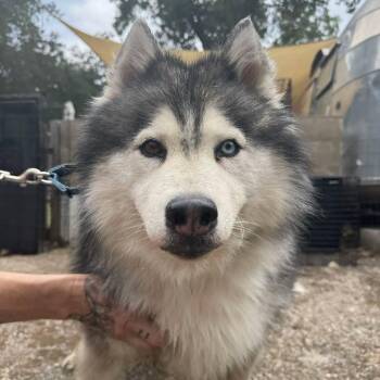Fruit Witch -  Husky and Alaskan Malamute Dog for Adoption in Salt Lake City, Utah - Fruit Witch | PetCurious