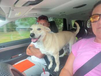 Dallas -  Labrador Retriever and Terrier Dog for Adoption in Youngsville, North Carolina - Dallas | PetCurious