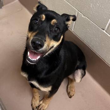 Australian Kelpie and Mixed Breed Dogs Available for Adoption in Reno, Nevada - Cairo | PetCurious