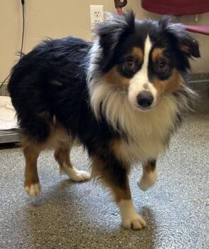 Poptart -  Australian Shepherd Dog for Adoption in Kansas City, Missouri - Poptart | PetCurious