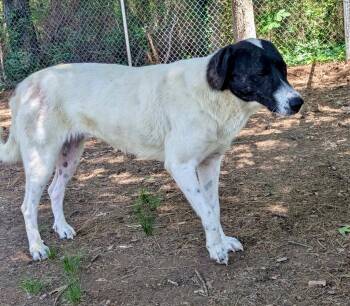 Labrador Retriever Dogs Available for Adoption in Little Rock, Arkansas - Susie | PetCurious