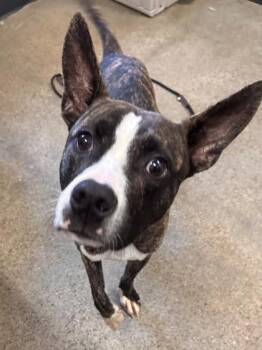 Rescue German Shepherd Dog Dogs for Adoption in Cleveland, Ohio - Gourdy | PetCurious