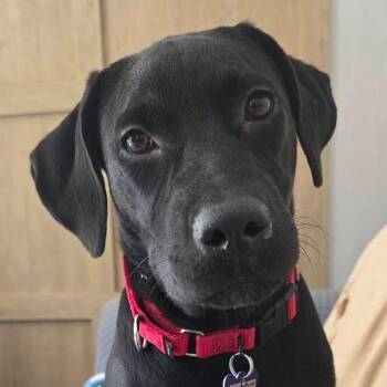 Cheyenne -  Labrador Retriever Dog for Adoption in Elkton, Maryland - Cheyenne | PetCurious