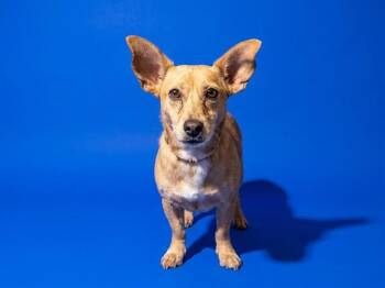 GIDGET -  Mixed Breed Dog for Adoption in Jacksonville, Florida - GIDGET | PetCurious