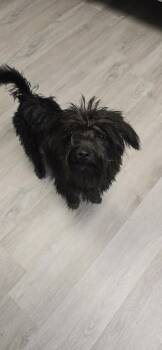 Rescue Terrier Dogs for Adoption in Orange, Virginia - Prince | PetCurious