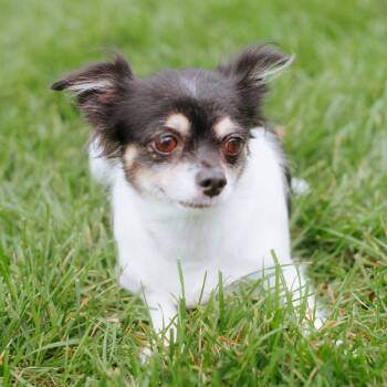 Petunia -  Chihuahua Dog for Adoption in Northbrook, Illinois - Petunia | PetCurious