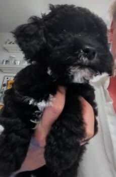 Kurly -  Maltipoo Dog for Adoption in Los Angeles, California - Kurly | PetCurious