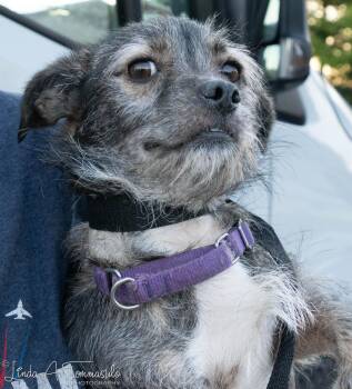 Missy (Mistletoe) -  Terrier Dog for Adoption in Albany, New York - Missy (Mistletoe) | PetCurious