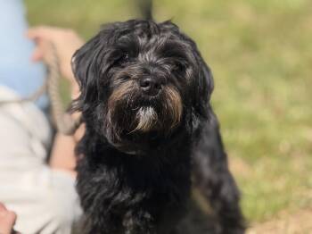 Miniature Schnauzer Dogs Available for Adoption in Meherrin, Virginia - Wesley | PetCurious