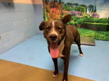 BROWNIE -  Pit Bull Terrier and German Shepherd Dog Dog for Adoption in Moreno Valley, California - BROWNIE | PetCurious