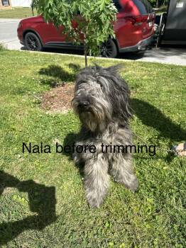 Aussiedoodle and German Shepherd Dog Dogs Available for Adoption in Chattanooga, Tennessee - Nala | PetCurious