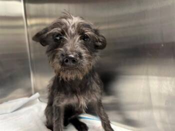 MILO -  Yorkshire Terrier Dog for Adoption in Fort Lauderdale, Florida - MILO | PetCurious