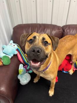 Zoe -  Mixed Breed Dog for Adoption in Davenport, Iowa - Zoe | PetCurious