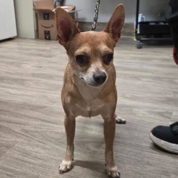 Chihuahua Dogs Available for Adoption - Taco | PetCurious