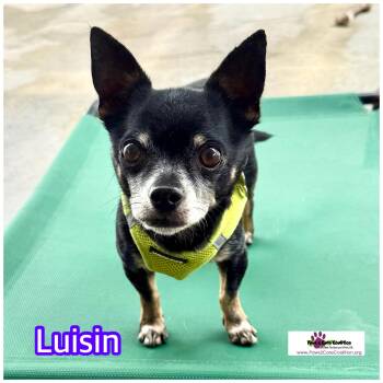 Rescue Chihuahua Dogs for Adoption in Hollywood, Florida - Luisin | PetCurious
