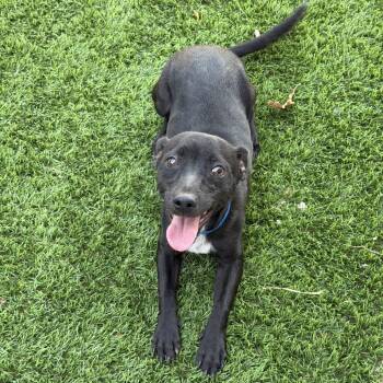 Jellybean -  Chihuahua and Mixed Breed Dog for Adoption in New York, New York - Jellybean | PetCurious