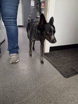 Ashton -  Cattle Dog Dog for Adoption in Lunenburg, Vermont - Ashton | PetCurious