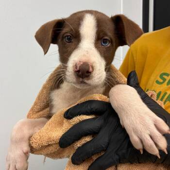 Tyndall -  Mixed Breed Dog Available for Adoption in Abilene, Texas - Tyndall | PetCurious