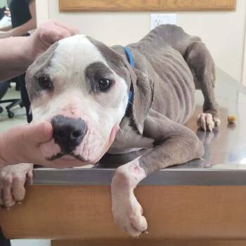 Pit Bull Terrier and Mixed Breed Dogs Available for Adoption in Myrtle Beach, South Carolina - Penelope | PetCurious