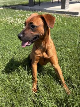 Belle -  Hound Dog for Adoption in Shenandoah, Iowa - Belle | PetCurious