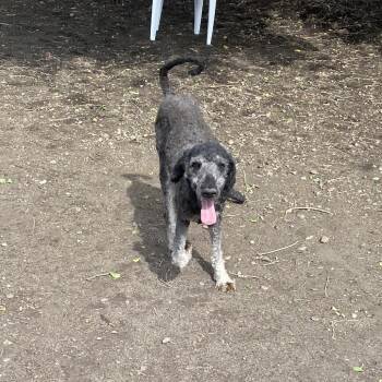 Thelma -  Poodle and Mixed Breed Dog for Adoption in Spokane, Washington - Thelma | PetCurious