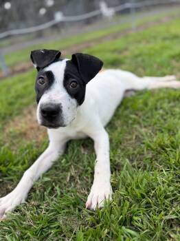 Labrador Retriever Dogs Available for Adoption - CARTER | PetCurious