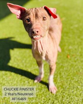 Chuckie Finster -  Chihuahua and Mixed Breed Dog for Adoption - Chuckie Finster | PetCurious