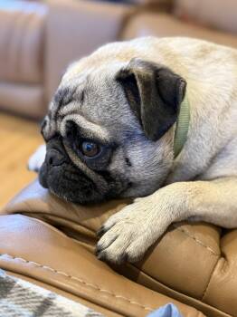 Pug Dogs Available for Adoption - Cornbread | PetCurious