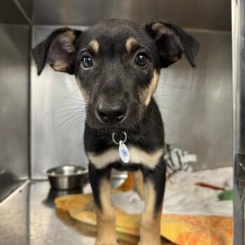 Versace -  Cattle Dog and Mixed Breed Dog for Adoption in Saint Charles, Missouri - Versace | PetCurious
