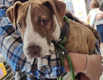 Mixed Breed Dogs Available for Adoption in Hobart, Indiana - Sammie | PetCurious