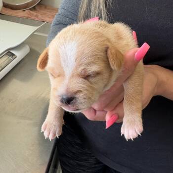 Nugget -  Terrier and Mixed Breed Dog for Adoption in Wimberley, Texas - Nugget | PetCurious