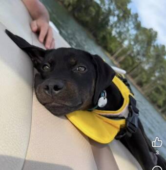 Cabo -  Labrador Retriever Dog for Adoption in Irmo, South Carolina - Cabo | PetCurious