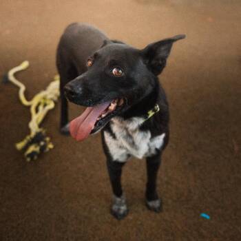 Osborne -  Mixed Breed Dog for Adoption in San Diego, California - Osborne | PetCurious
