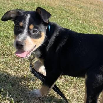 Australian Cattle Dog Blue Heeler and Cattle Dog Dogs Available for Adoption - Ace | PetCurious